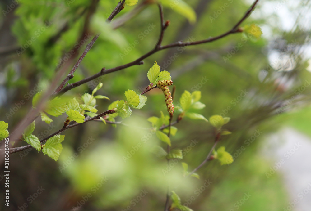 Obraz premium Birch branches with young green leaves and dangling catkins in the spring. Selective focus.