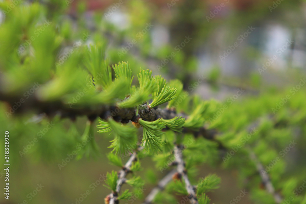 Close-up of a larch trunk with new young green needles-leaves. Selective focus on needles. Spring awakening of nature. Close-up of a larch trunk with new young green needles-leaves. Selective focus on needles. Spring awakening of nature.