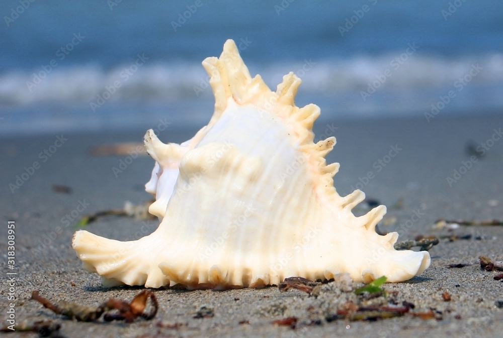 A seashell or sea shell, also known simply as a shell, is a hard, protective outer layer created by an animal that lives in the sea. A seashell or sea shell, also known simply as a shell, is a hard, protective outer layer created by an animal that lives in the sea.