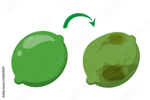 Rotten green lime and fresh citrus. Food waste