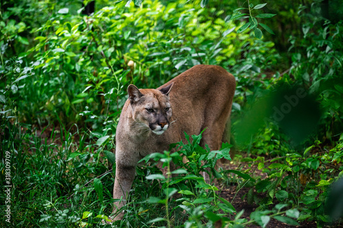 Portrait of Beautiful Puma in wildlife. Cougar, mountain lion, puma, panther.