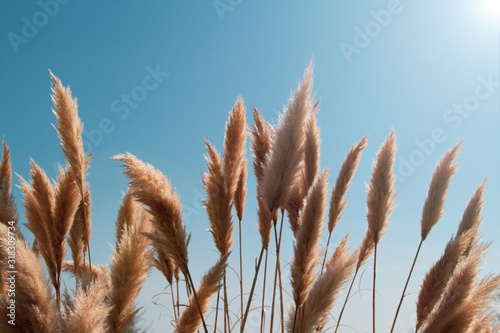 Reed against the blue sky, copy paste, closeup, background, the lights of a sun. photo