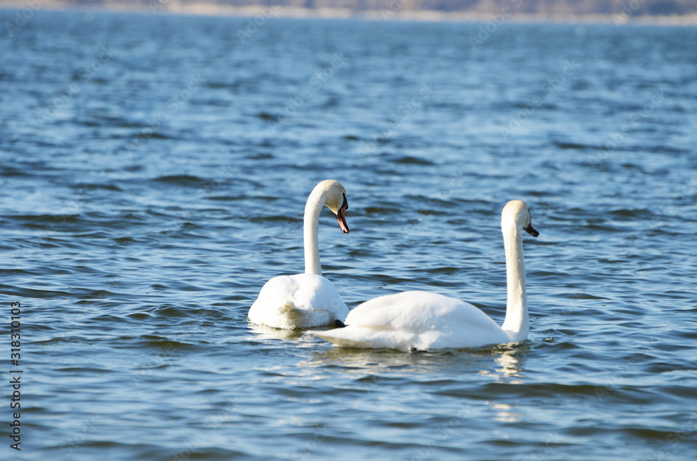 Fototapeta premium White swans swimming in the river, photo, love symbol