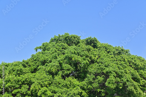 Green leaves tree top on blue sky background © jes2uphoto