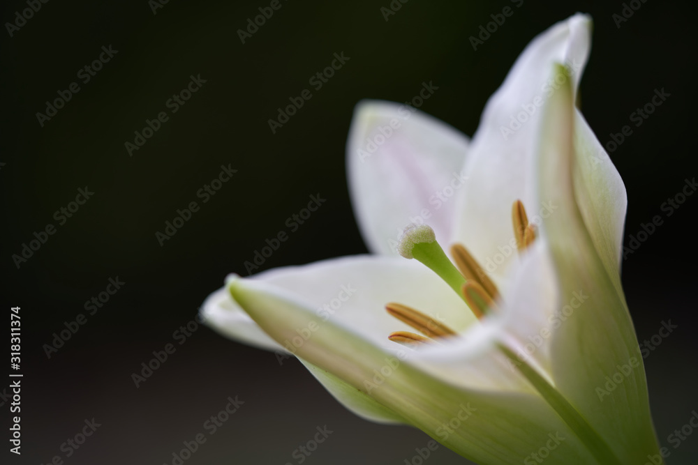 Detail of Lilium japonicum flower. Known as Bamboo Lily. White and pink lily flower on blurry background. Detail of Lilium japonicum flower. Known as Bamboo Lily. White and pink lily flower on blurry background.