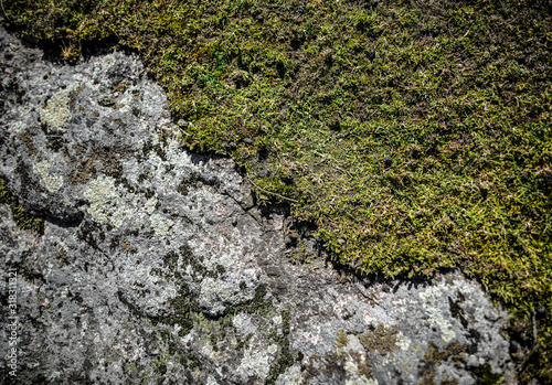 green moss on stone wall