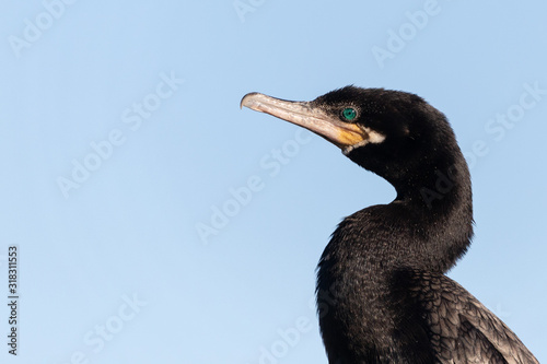 Neotropical Cormorant Profile Photo