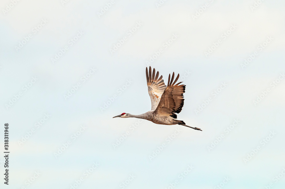 Fototapeta premium Sandhill Crane Antigone canadensis in Flight