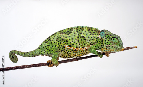 Flapneck Chameleon / Lappenchamäleon (Chamaeleo dilepis petersii) - Südafrikanisches Lappenchamäleon photo