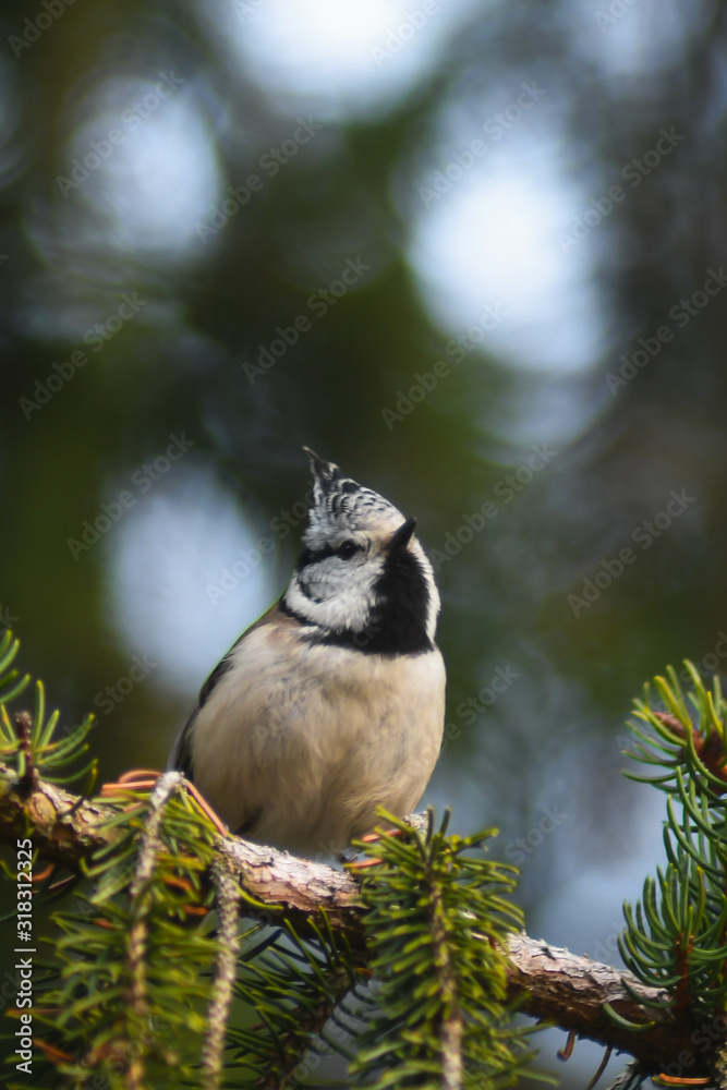 Obraz premium Cincia dal ciuffo (Parus cristatus), ritratto su ramo di abete