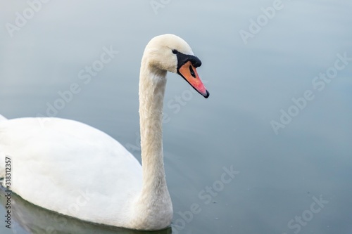 The Mute swan in lake 