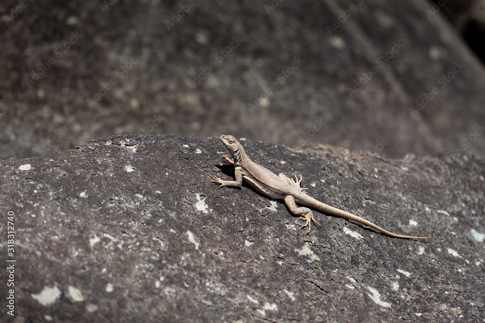 Lizard warms itself on a large stone, sunny day.