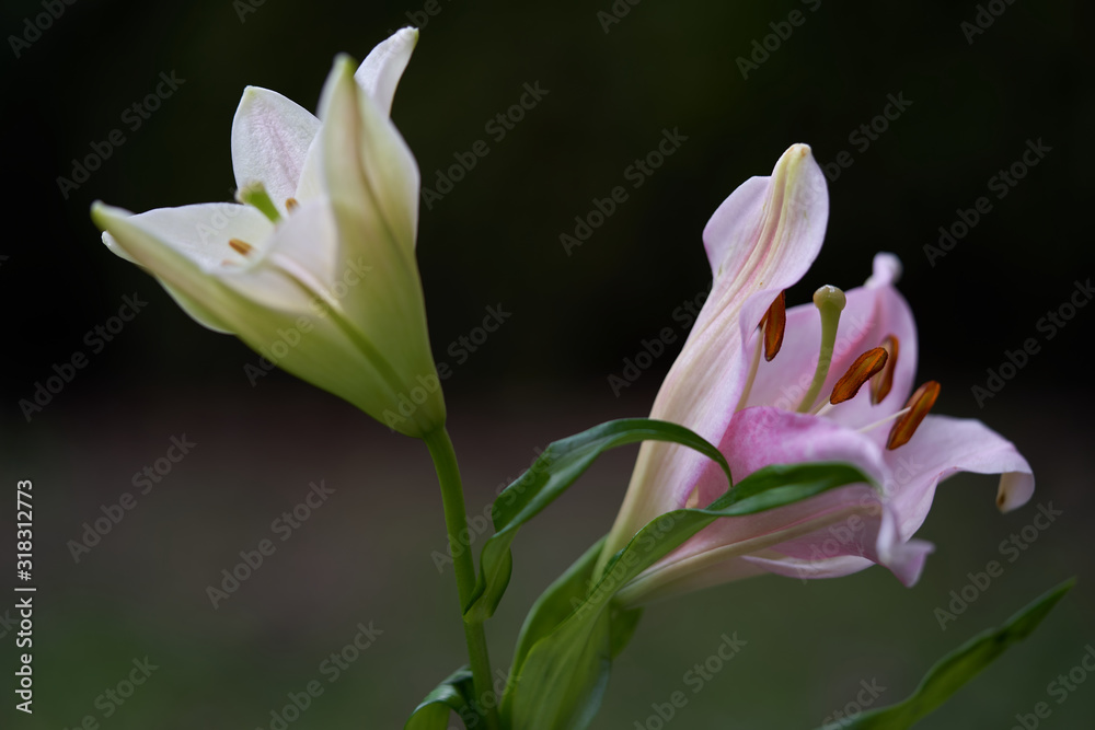 Detail of Lilium japonicum flower. Known as Bamboo Lily. White and pink lily flower on blurry background. Detail of Lilium japonicum flower. Known as Bamboo Lily. White and pink lily flower on blurry background.