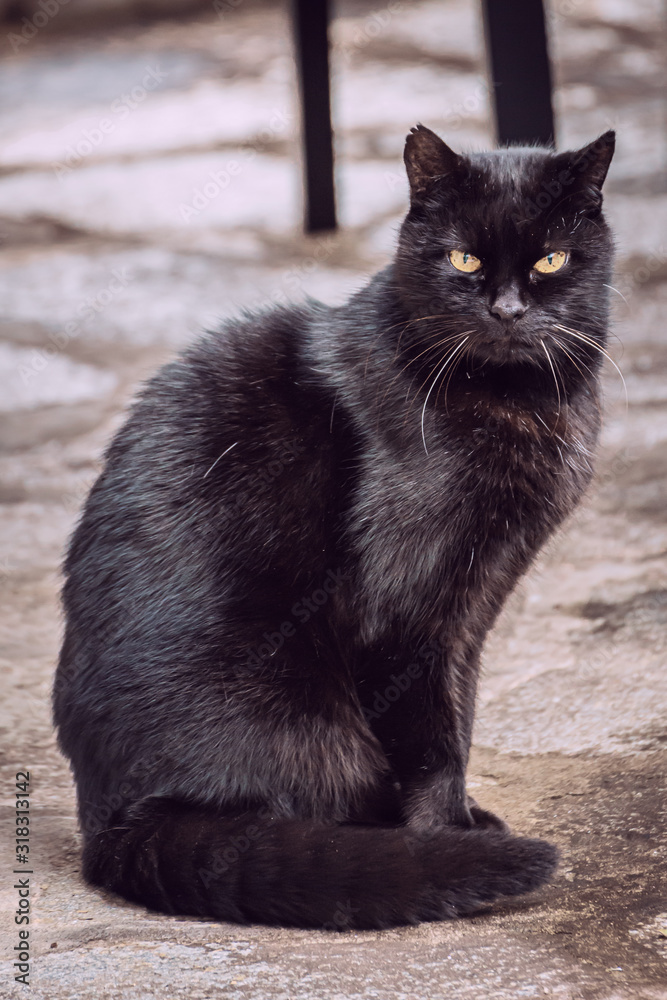 Schwarze alte Katze mit grauen Schnurhaare Schwarze alte Katze mit grauen Schnurhaare