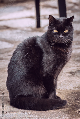 Schwarze alte Katze mit grauen Schnurhaare