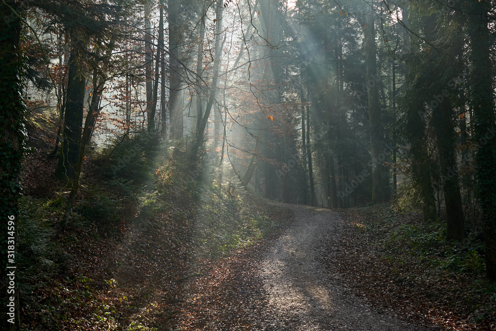 Herbstliches Morgenlicht im Laubwald Herbstliches Morgenlicht im Laubwald