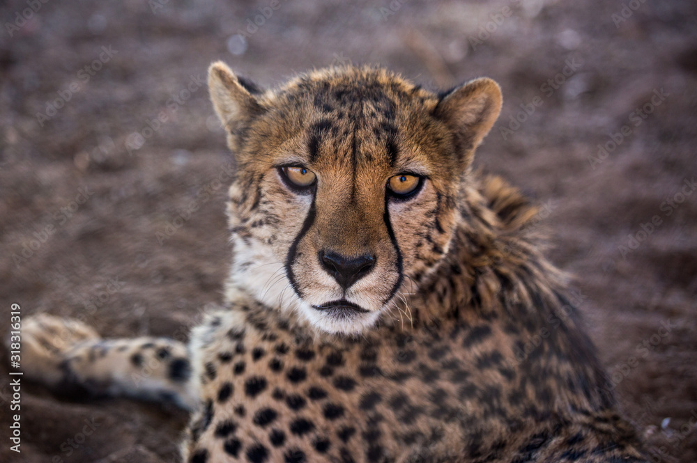 Closeup portrait of a big Cheetah wild cat's striking yellow eyes and black nose. The fastest animal in the world. Namibia Closeup portrait of a big Cheetah wild cat's striking yellow eyes and black nose. The fastest animal in the world. Namibia