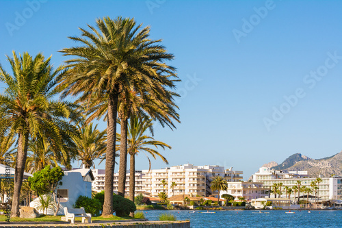 Palm trees in the popular holiday resort of Alcudia on the island of Majorca. Spain