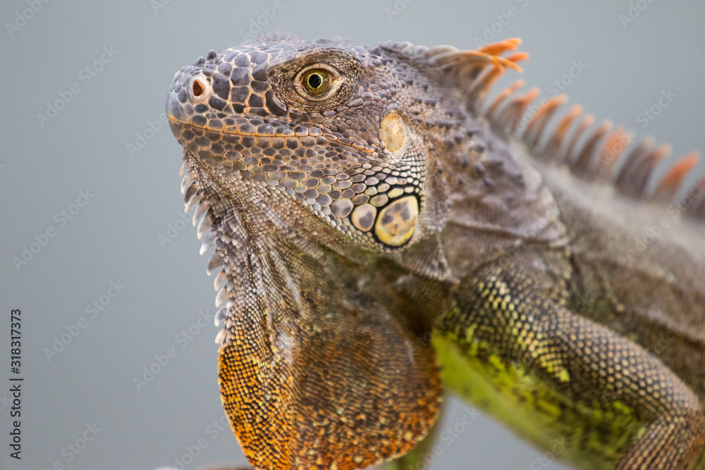 Fototapeta premium Leguan Portrait
