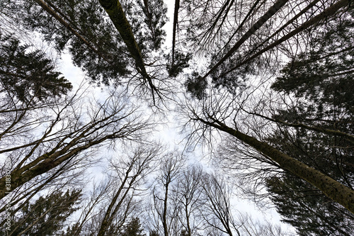 Kahle Baumwipfel von unten im Winter photo