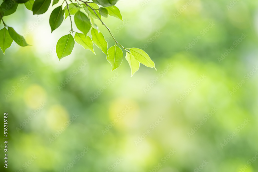 Close up of nature view green leaf on blurred greenery background under sunlight with bokeh and copy space using as background natural plants landscape, ecology wallpaper concept.