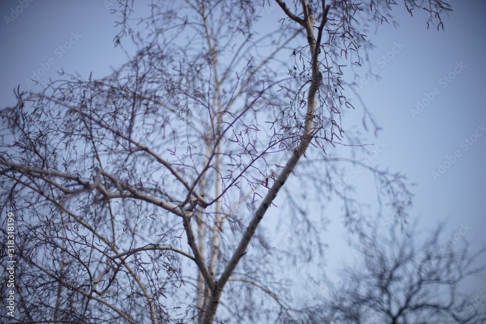 Bare birch tree branches on blue sky background. Bare birch tree branches on blue sky background.
