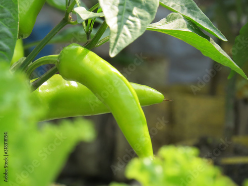 Green pepper grows in the garden. Organic food. Sunny day at the farm.