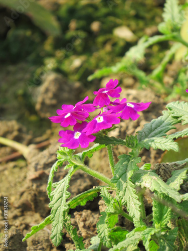 Red and pink background little flowers, nature beautiful, toning design spring nature, sun plants