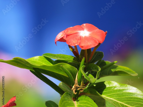 Red nature flower in sunny day