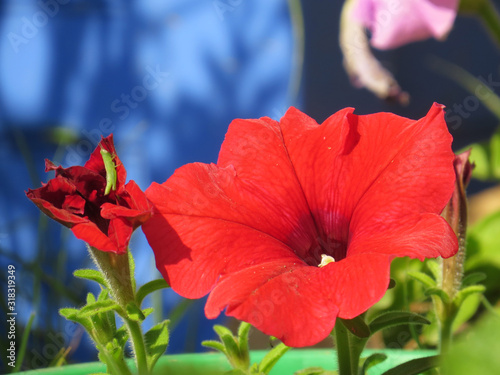 Red nature flower on blue background