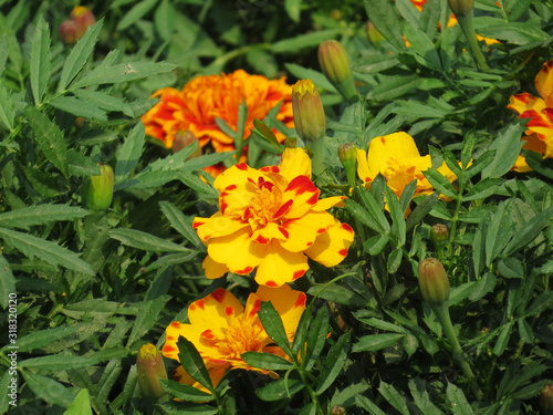 yellow and red flowers garden