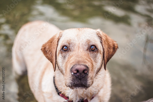 portrait of a dog