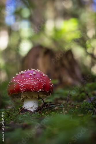 fly agaric in the forest