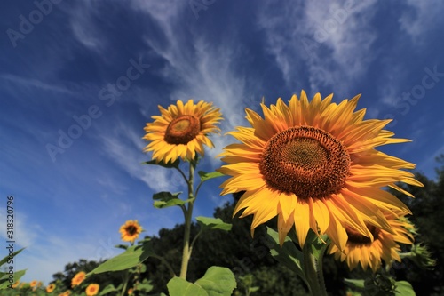 sun flowers blossoms  symbol  summer