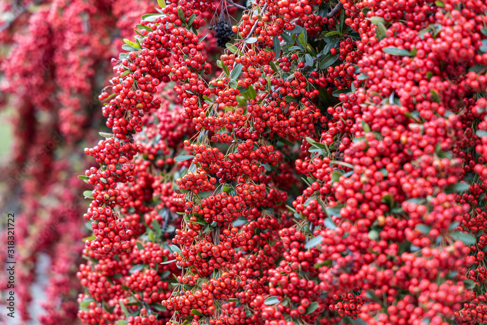 red berries