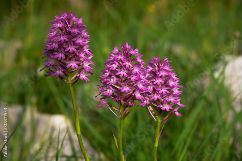 Orchidee Anacamptis  pyramidalis  primo piano su prato verde