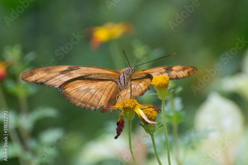 Butterfly 2019-206 / Julia butterfly (Dryas iulia)