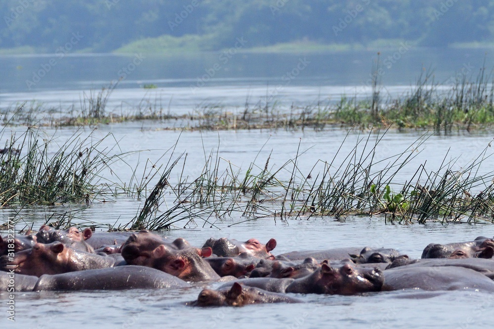 Fototapeta premium Nile hippos, Murchison Falls National Park, Uganda