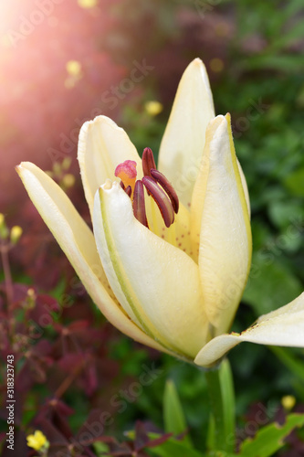 Bright lilies are blooming in the garden. Selective focus