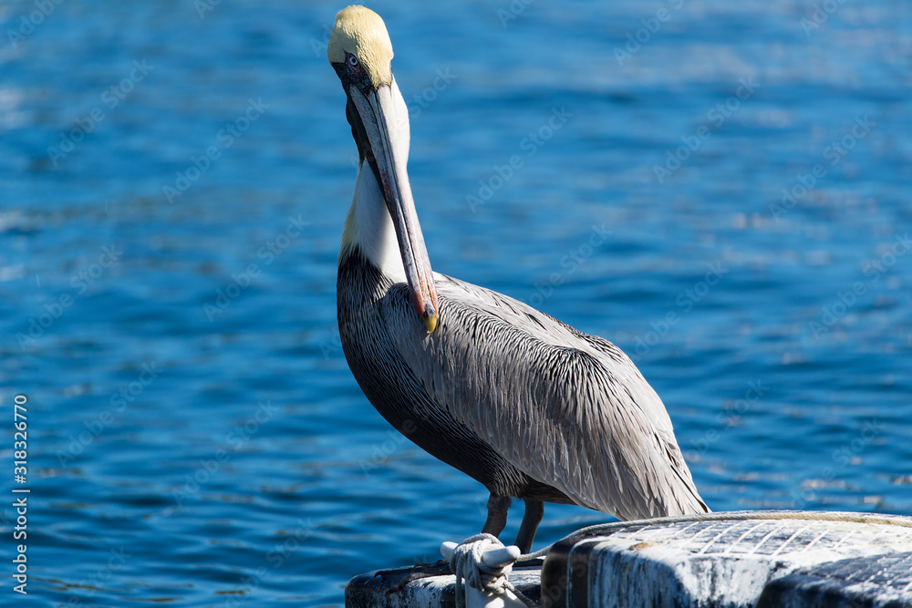 pelican
