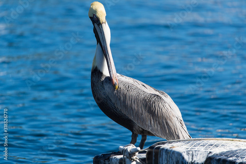 Obraz na płótnie pelican w salonie