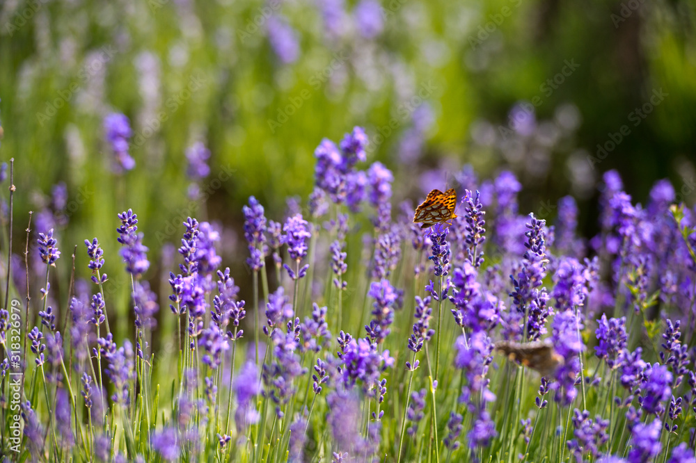 Lavender Field in the summer. Aromatherapy. Nature Cosmetics. Lavender Field in the summer. Aromatherapy. Nature Cosmetics.