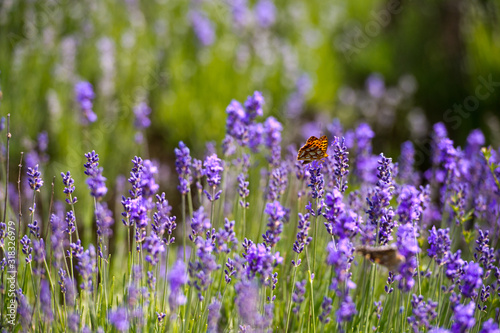 Lavender Field in the summer. Aromatherapy. Nature Cosmetics.