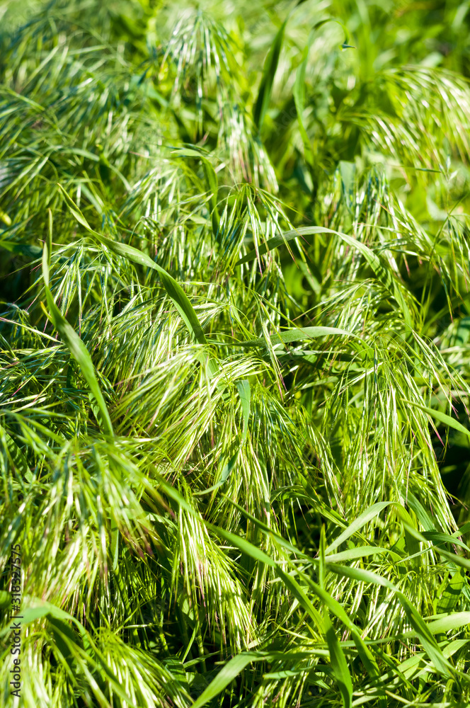 Spring or summer natural abstract background with grass in the garden Spring or summer natural abstract background with grass in the garden