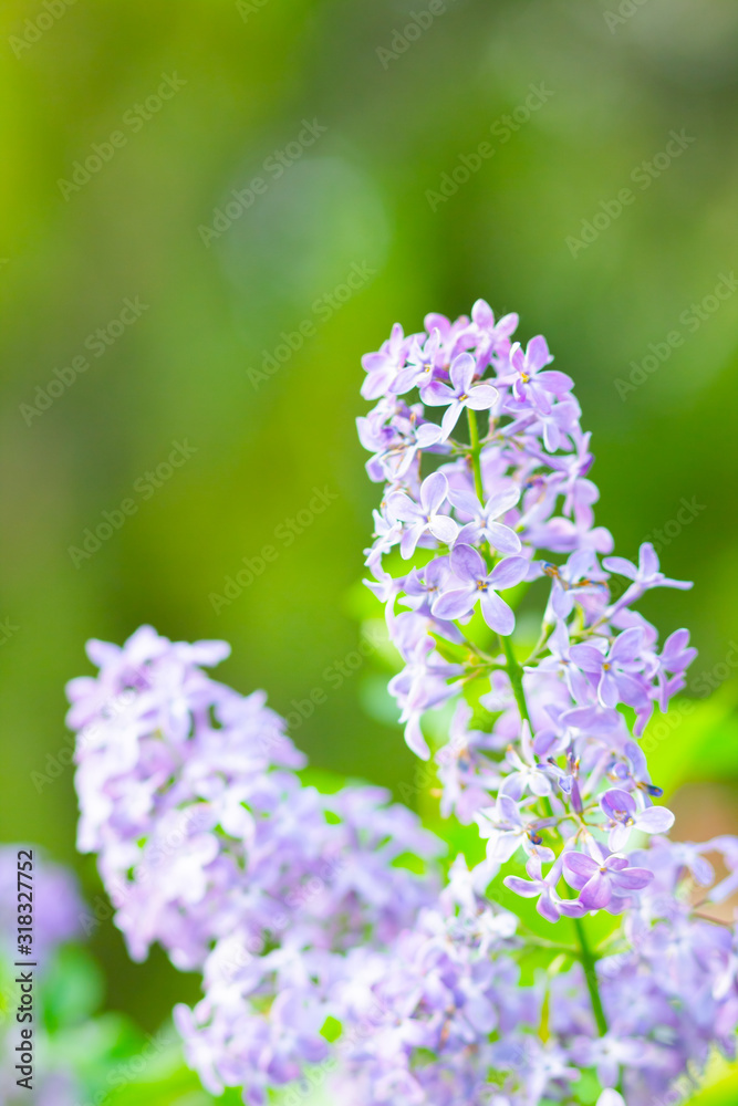 Spring branch of blossoming lilac. Lilac flowers bunch over blurred background. Purple lilac flower with blurred green leaves. Valentine's day. Copy space Spring branch of blossoming lilac. Lilac flowers bunch over blurred background. Purple lilac flower with blurred green leaves. Valentine's day. Copy space