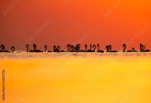 Silhouette if Greater Flamingos in the morning at Asker coast, Bahrain