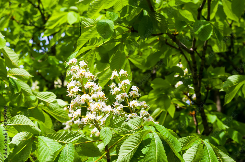 Flowering branches of chestnut Castanea sativa tree, and bright blue sky Flowering branches of chestnut Castanea sativa tree, and bright blue sky