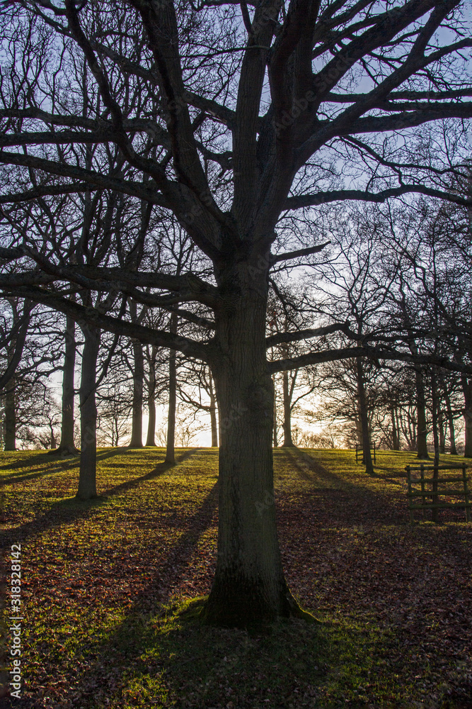 Winter trees with golden shafts of light and heavy shadows on a sunny afternoon in stamford parkland, portrait view. Winter trees with golden shafts of light and heavy shadows on a sunny afternoon in stamford parkland, portrait view.