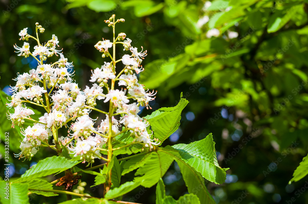 Flowering branches of chestnut Castanea sativa tree, and bright blue sky Flowering branches of chestnut Castanea sativa tree, and bright blue sky