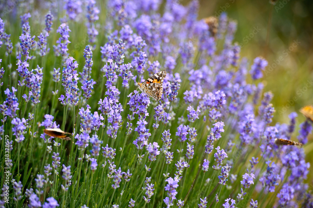 Lavender Field in the summer. Aromatherapy. Nature Cosmetics.